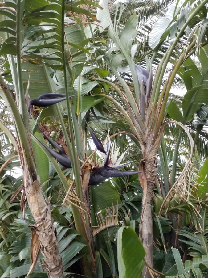 Palmeras Ingenio Ngoại thất bức ảnh