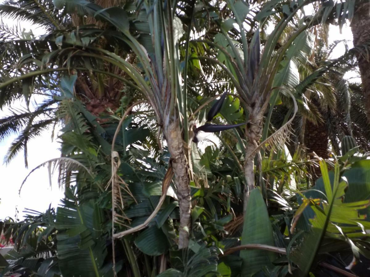 Palmeras Ingenio Ngoại thất bức ảnh